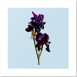 Two Dark Purple Irises Posters and Art